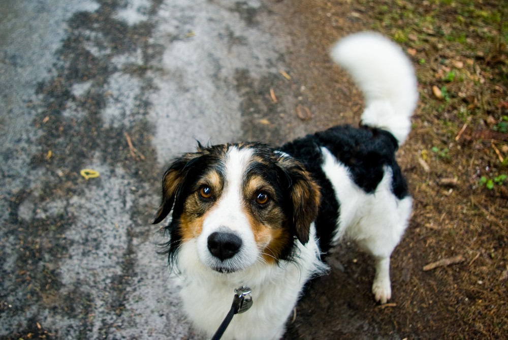 Nasser Hund (er fehlt)