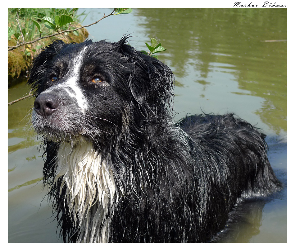 nasser Hund II