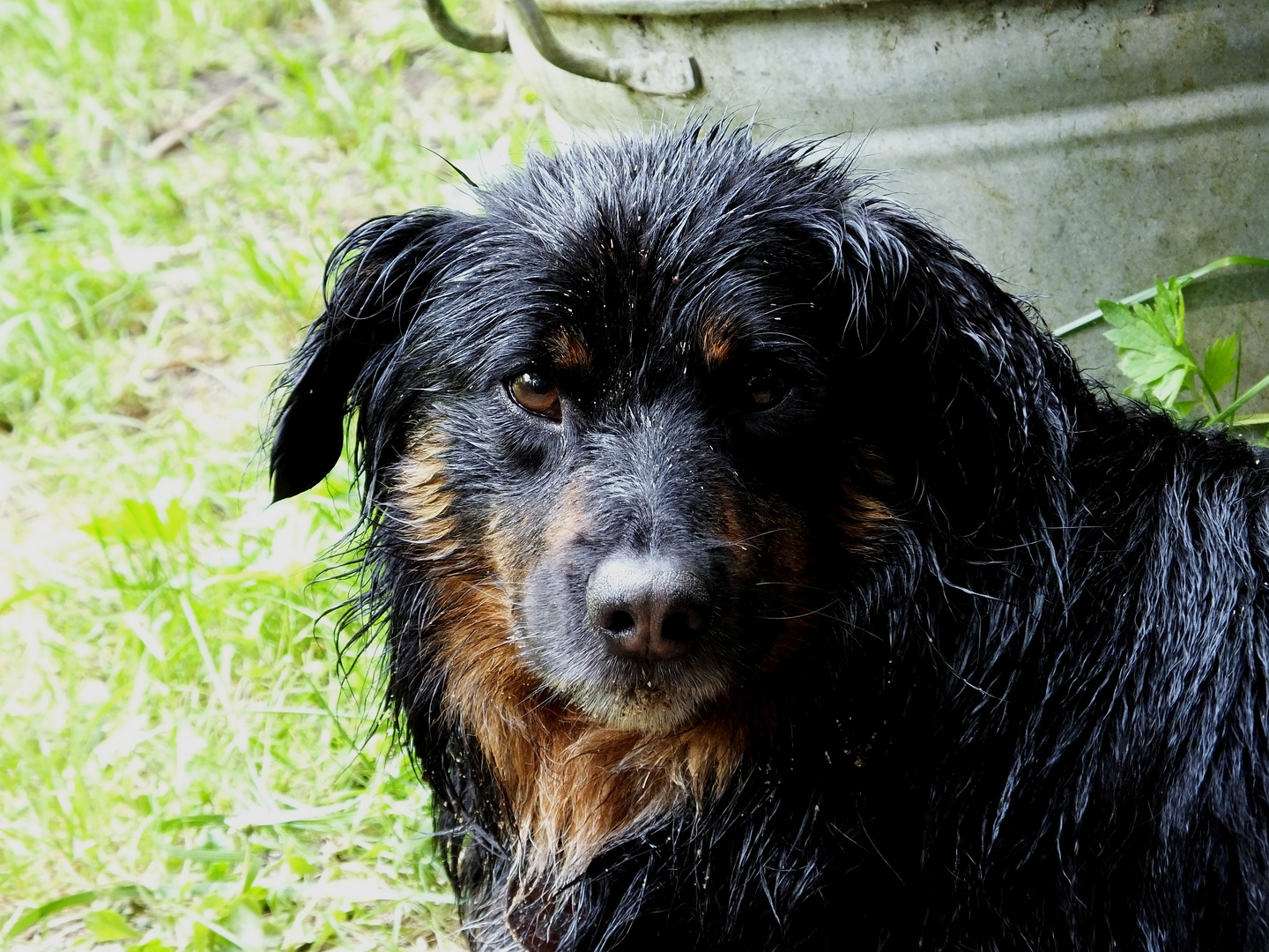 ...nasser Hund im Sand...