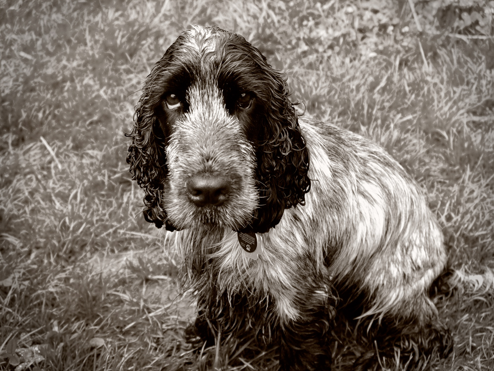 Nasser Hund - Wandern auf dem Rheinsteig