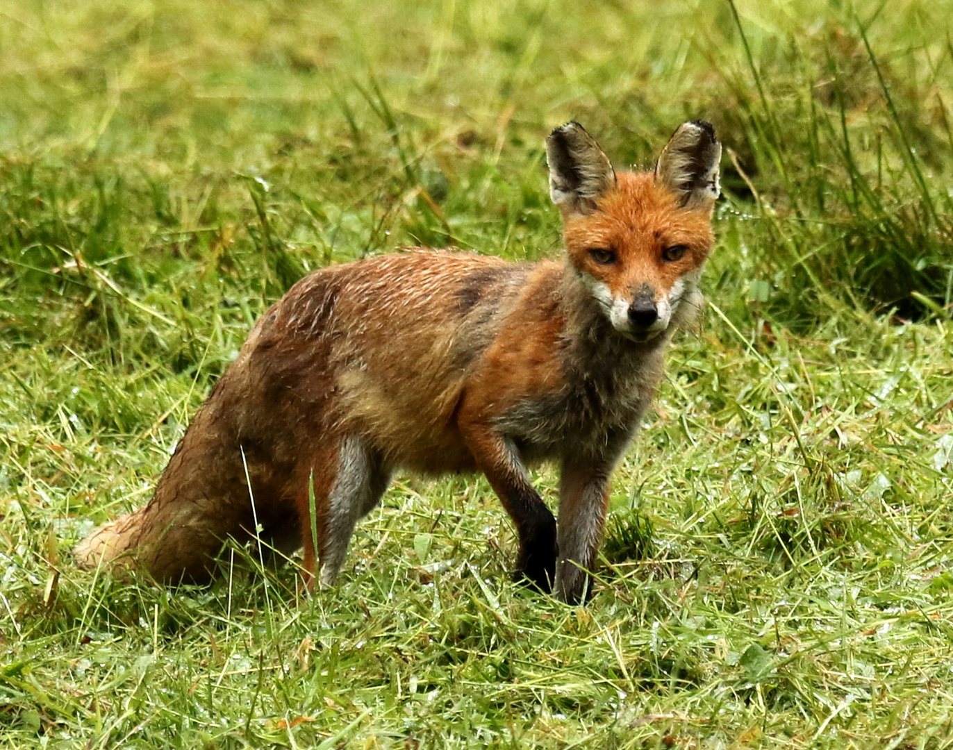 nasser Jungfuchs