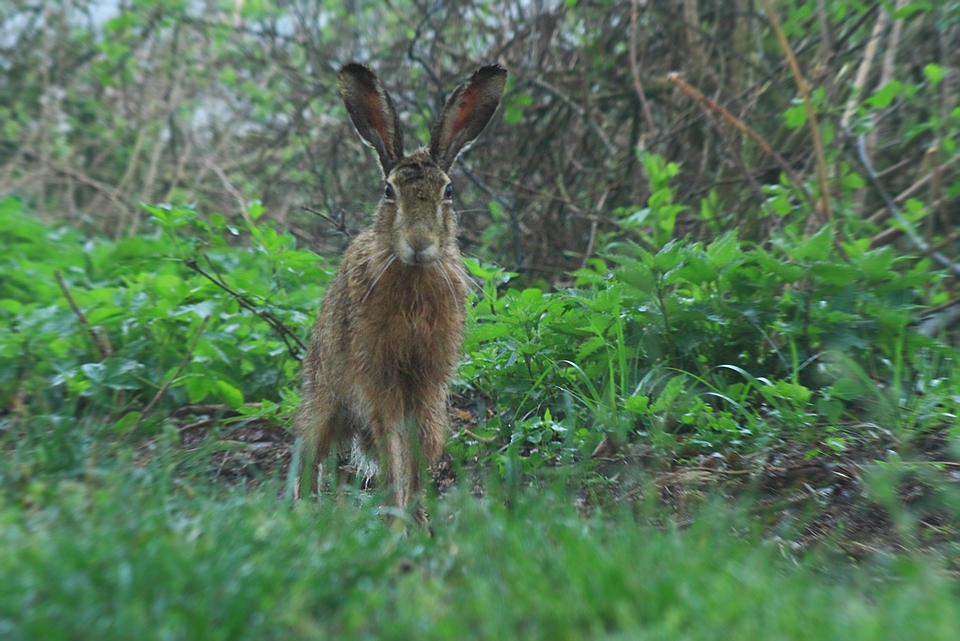 Nasser Lepus