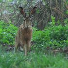 Nasser Lepus