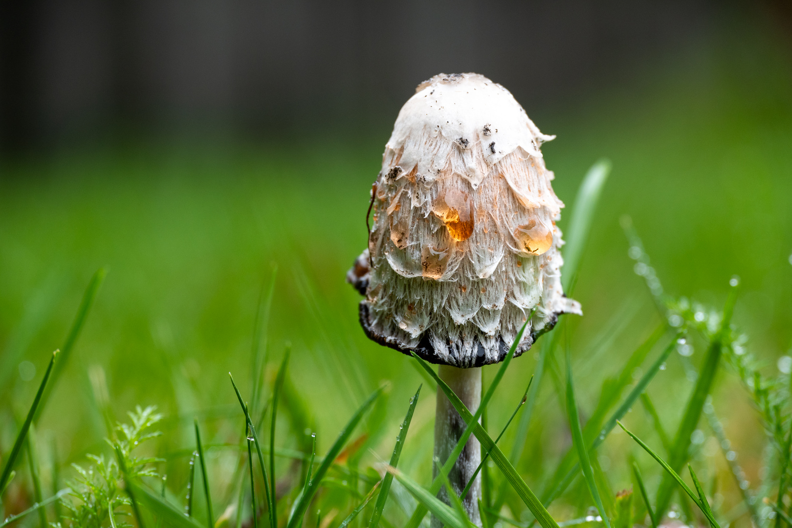 Nasser Pilz im Regen