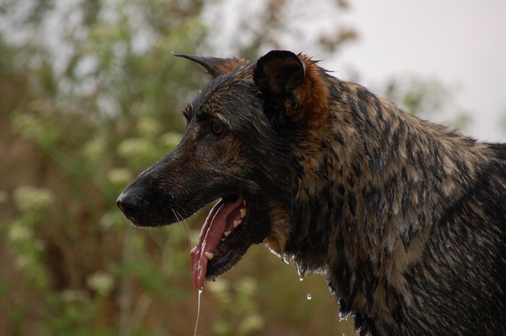 nasser Schäferhund...