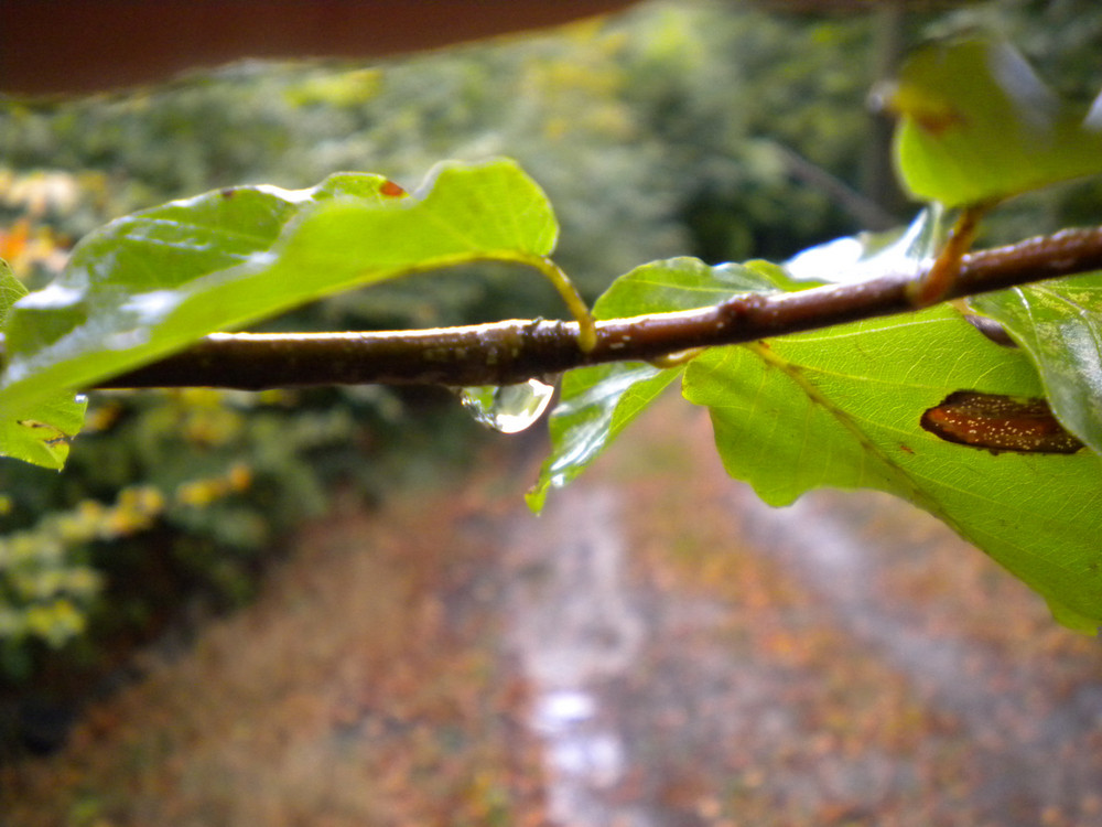 Nasser Tag im Wald