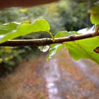 Nasser Tag im Wald