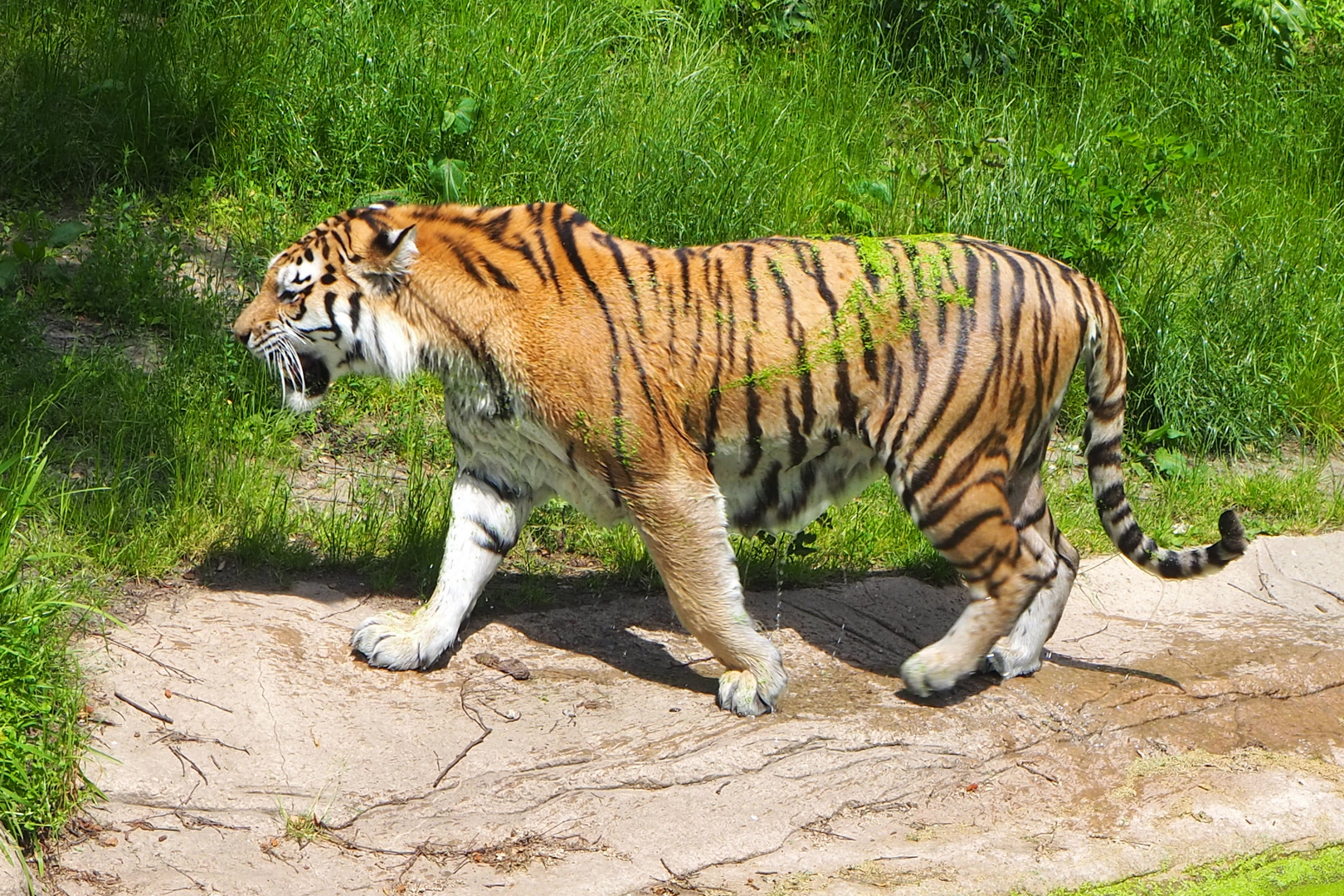 nasser Tiger