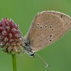 Nasser Tropf am Wiesenknopf