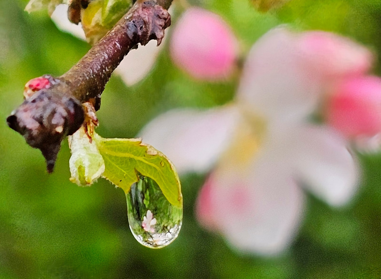 Nasser und kalter Frühling 