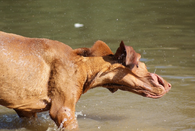 nasser Vizsla