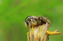 Nasses Bienchen