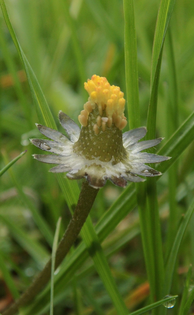 "nasses Blümchen"