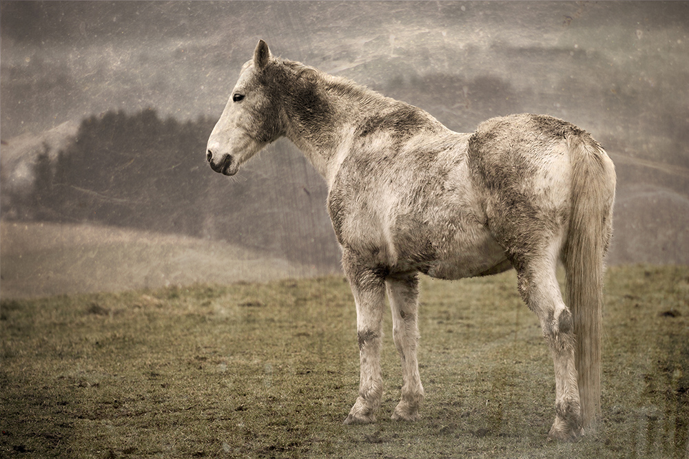 Nasses, dreckiges Pferd in der "Odenwaldhölle"