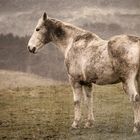 Nasses, dreckiges Pferd in der "Odenwaldhölle"