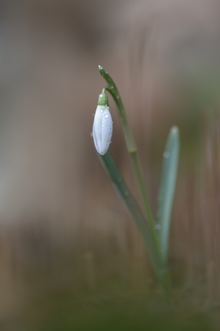 nasses Glöckchen