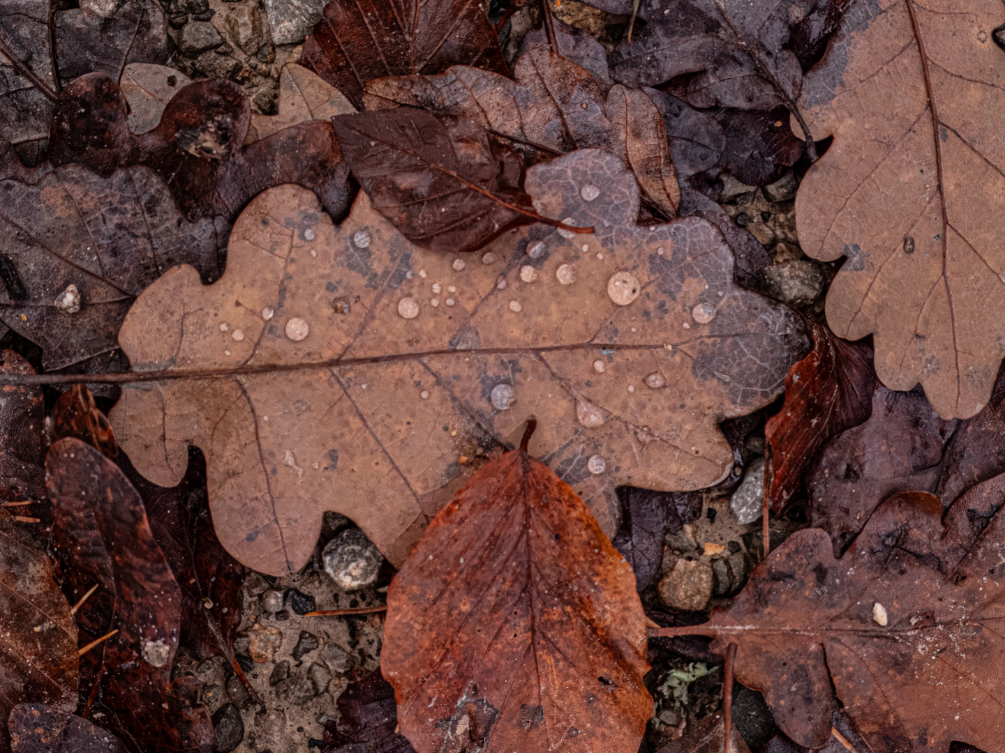 nasses Herbsteichenlaub