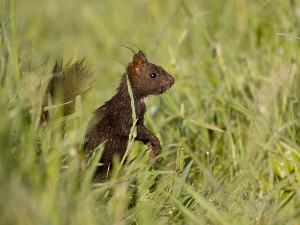 Nasses Hörnchen