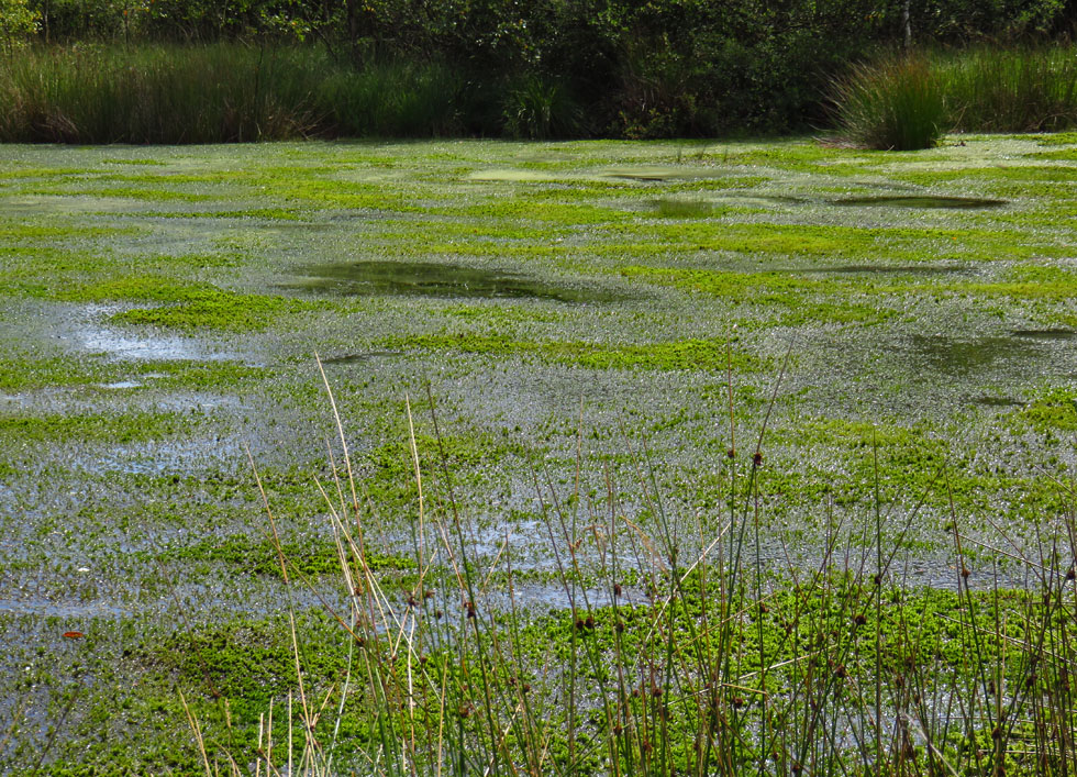 nasses Moor bei Schleswig