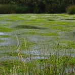 nasses Moor bei Schleswig