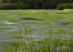 nasses Moor bei Schleswig