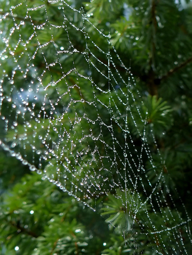 Nasses Spinnennetz