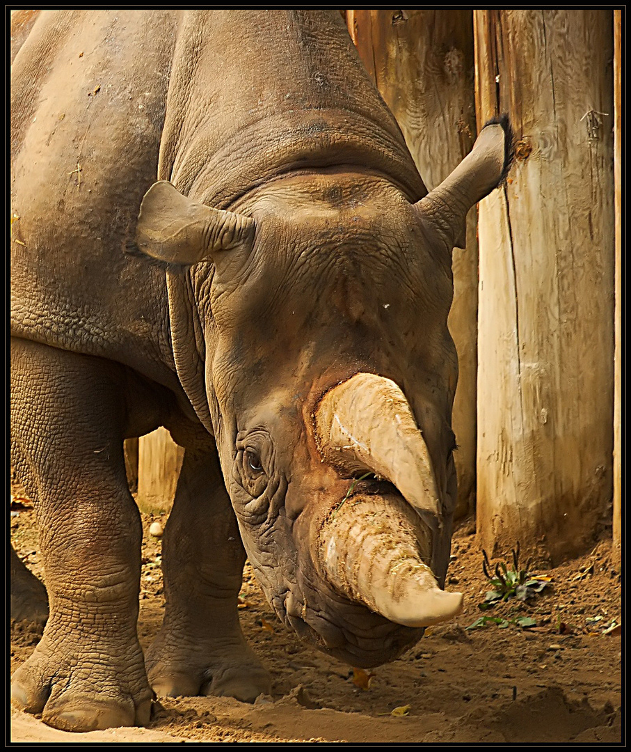 Nasshorn im Frankfurter Zoo