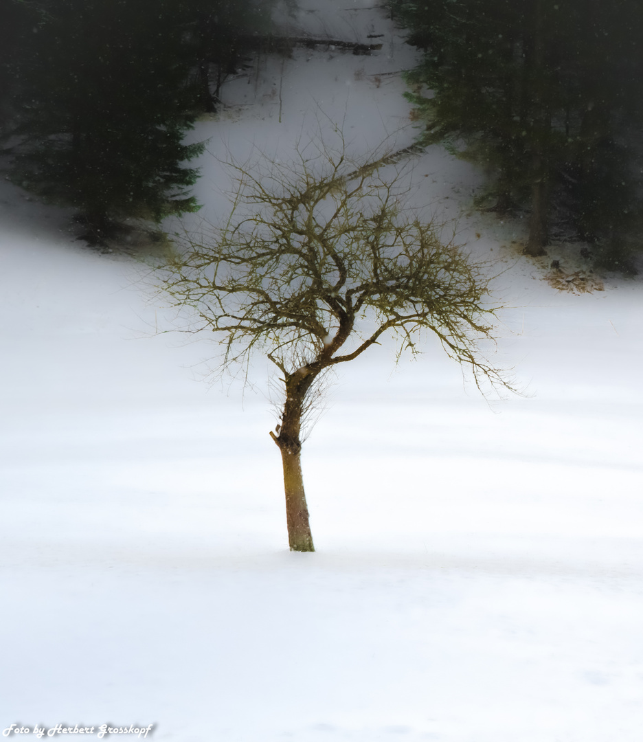 Nasswald, Niederösterreich