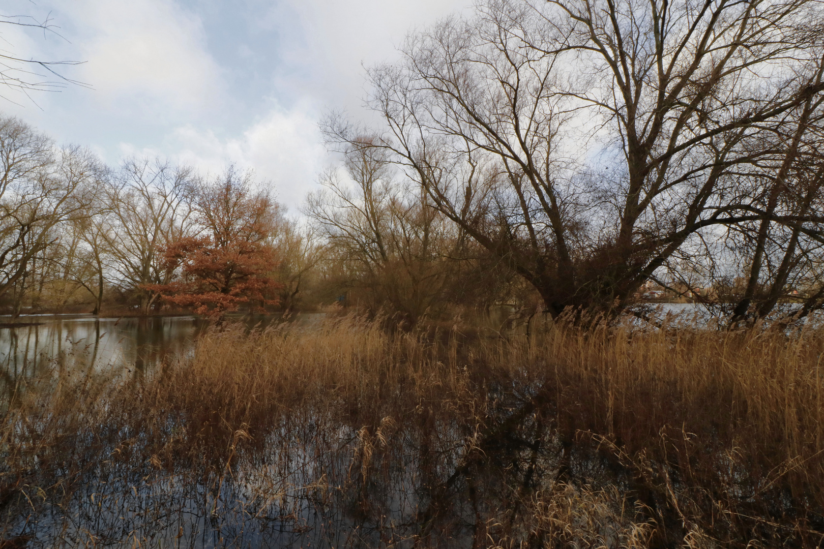 Nasswiese am See