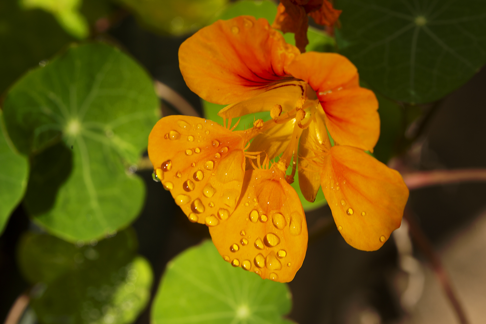 Nasturtiums