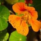 Nasturtiums