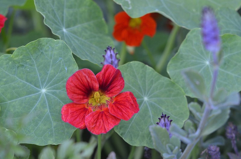 Nasturtiums and Vick's Plant