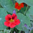 Nasturtiums and Vick's Plant