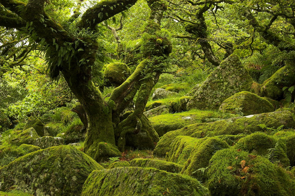 Nat-Urwald im Dartmoor (England)