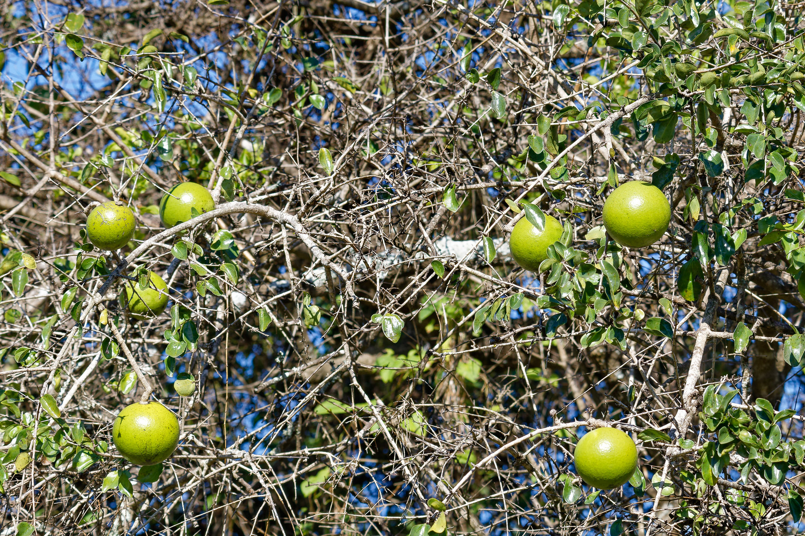 Natal Orange