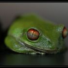 Natal Wald Laubfrosch (Leptopelis natalensis)