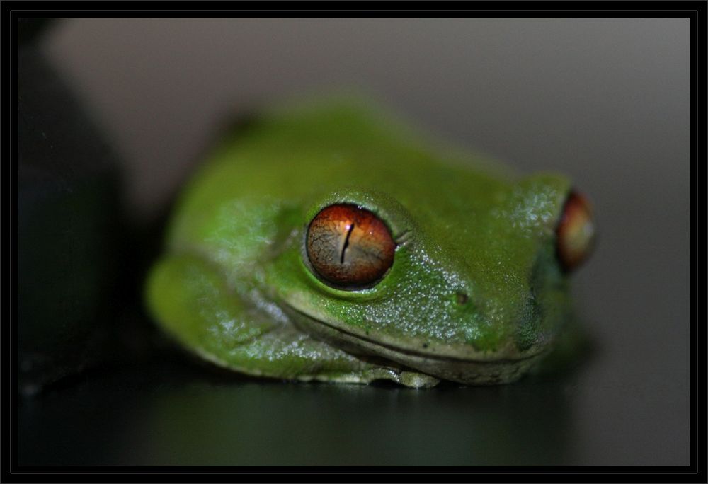 Natal Wald Laubfrosch (Leptopelis natalensis)