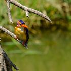 Natalzwergfischer - African pygmy-kingfisher (Ispidina picta) 1