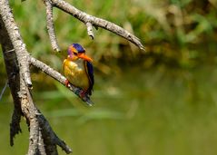 Natalzwergfischer - African pygmy-kingfisher (Ispidina picta) 1