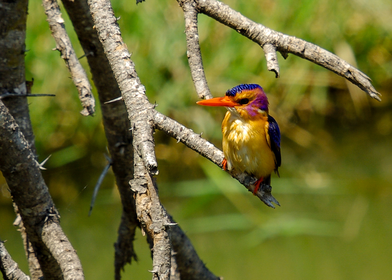 Natalzwergfischer - African pygmy kingfisher (Ispidina picta) 2