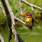 Natalzwergfischer - African pygmy kingfisher (Ispidina picta) 2