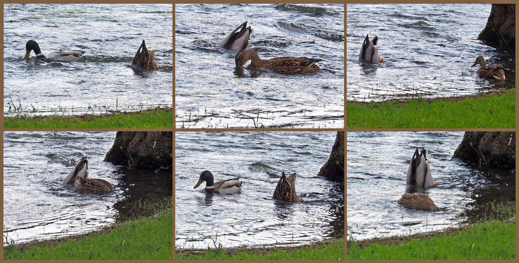 Natation non synchronisée