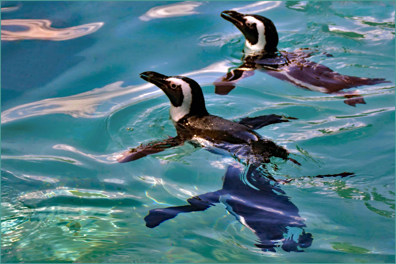 natation synchronisée ....