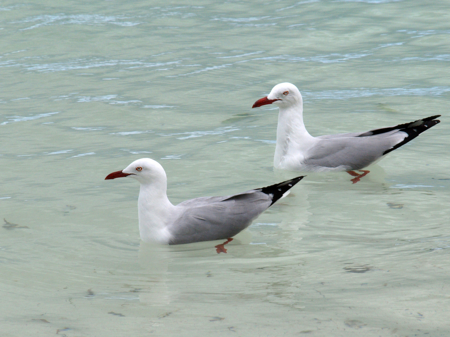 Natation synchronisée