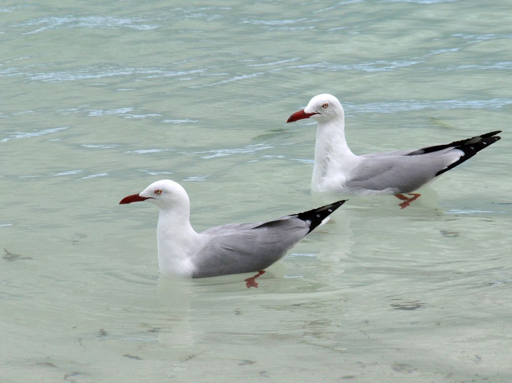 Natation synchronisée