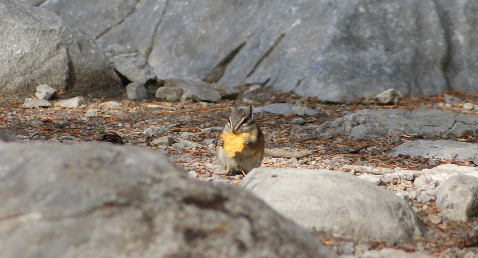 Natcho-"Hörnchen"