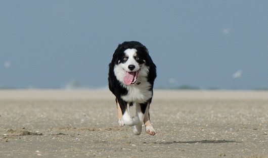 Nate am Strand