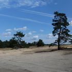 Nationaal Park De Hoge Veluwe