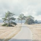 Nationaal Park De Hoge Veluwe (NL)