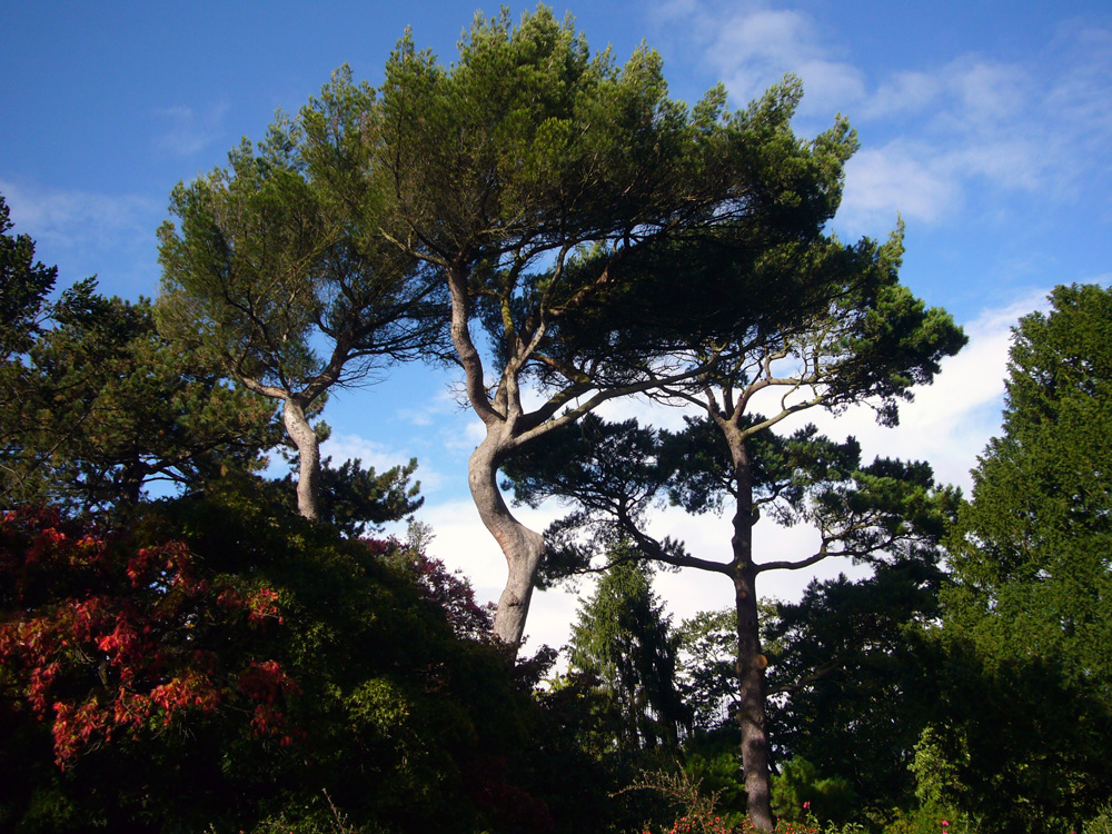 National Botanic Gardens Dublin